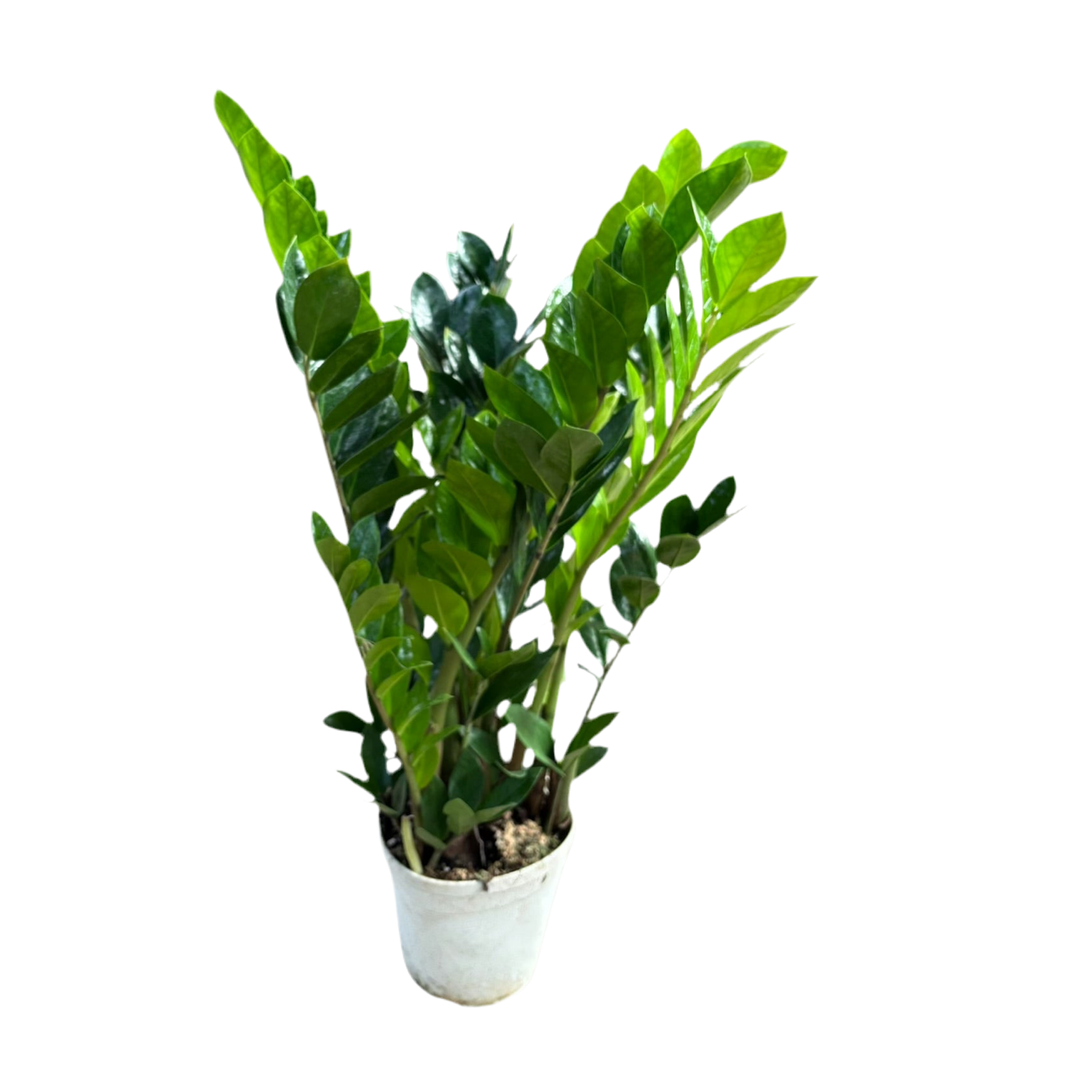 Zamioculcas