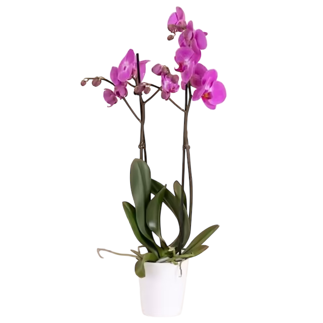 Orchidea Phalaenopsis