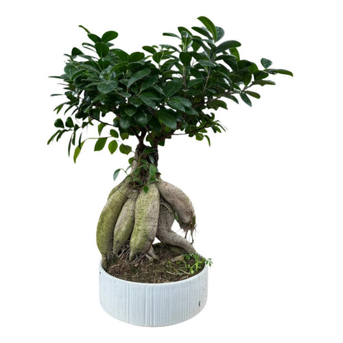 Bonsai Ginseng