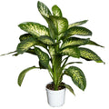 Tropic Dieffenbachia