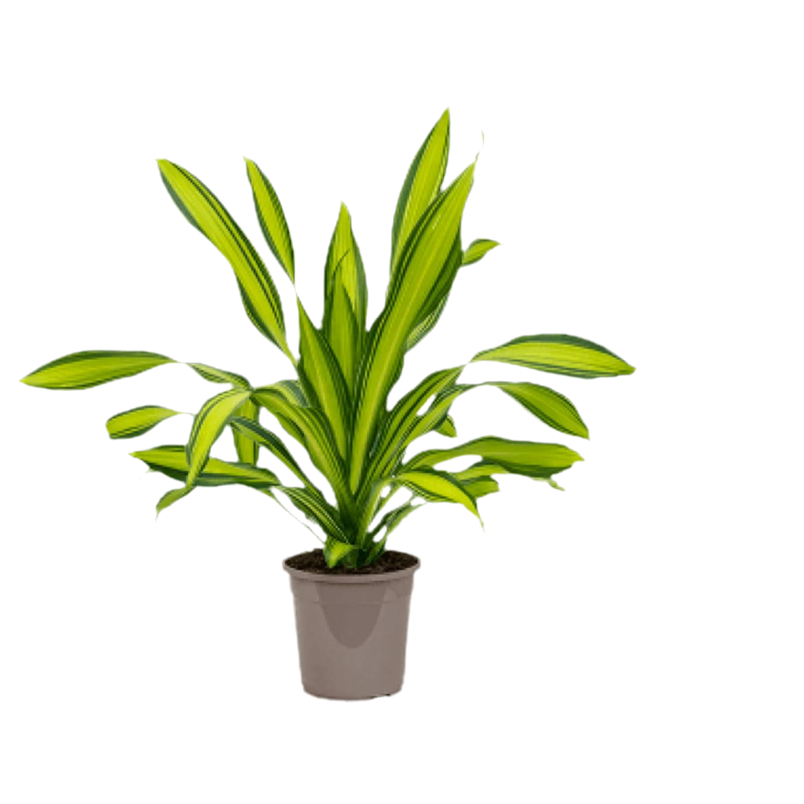 Massangeana Charlie