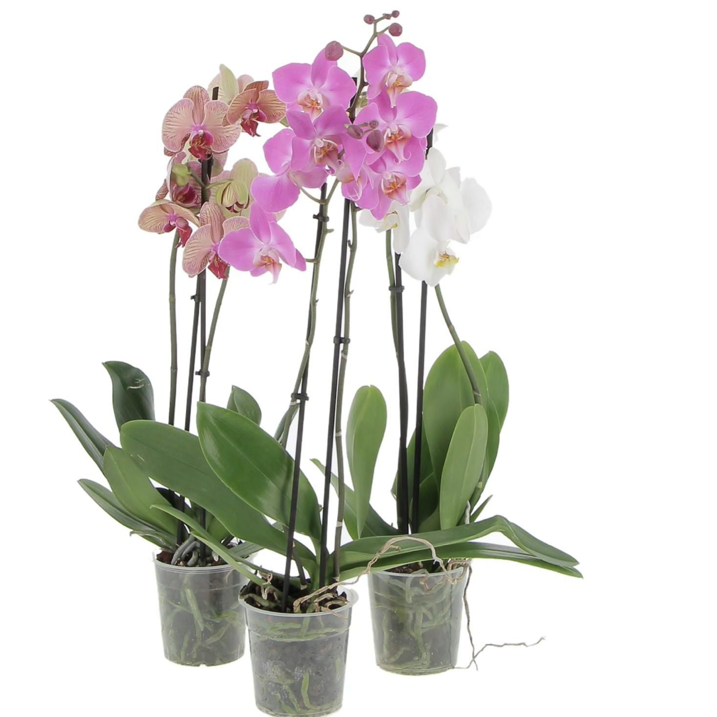 Orchidea Phalaenopsis