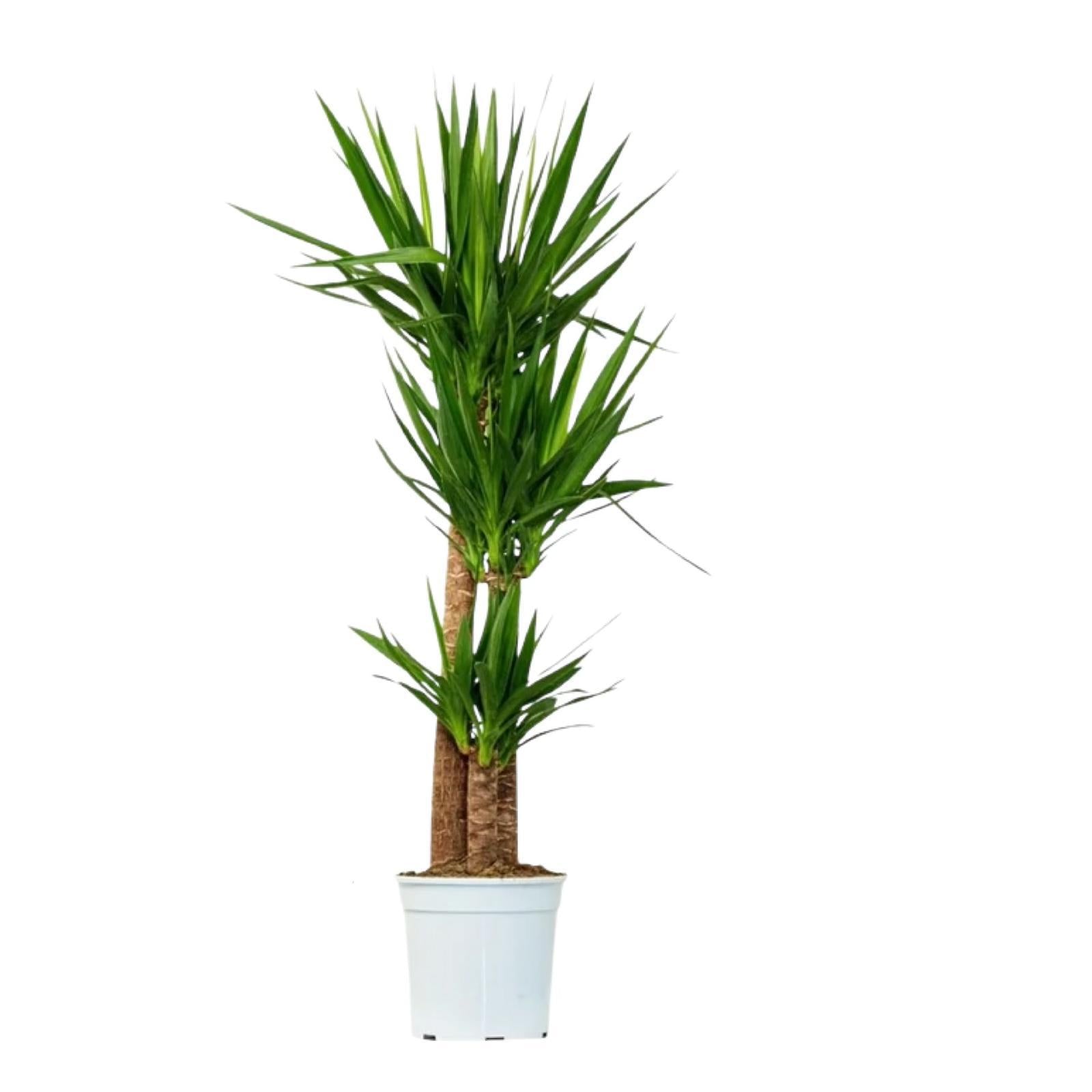 Yucca