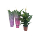 Spathiphyllum