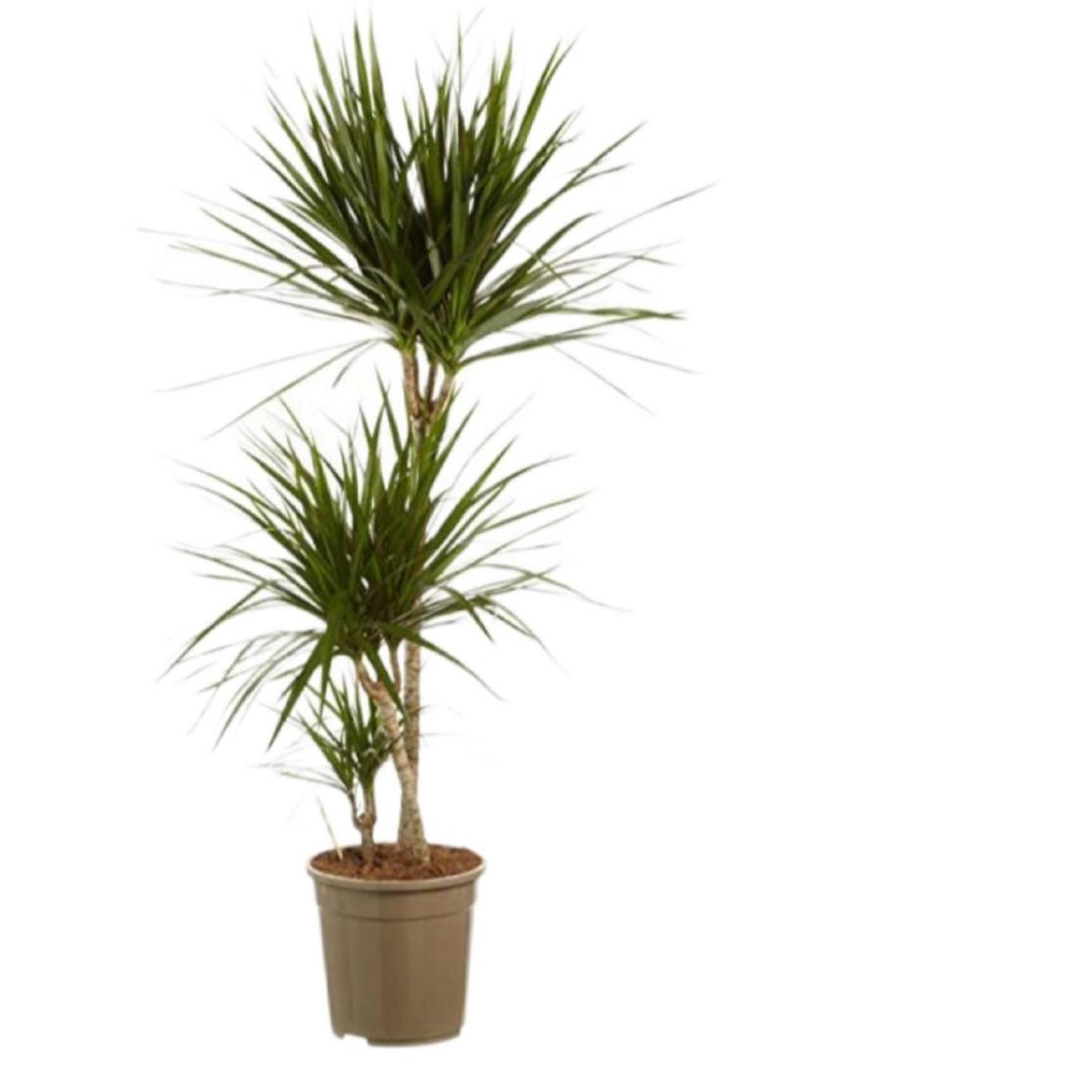 Dracaena marginata
