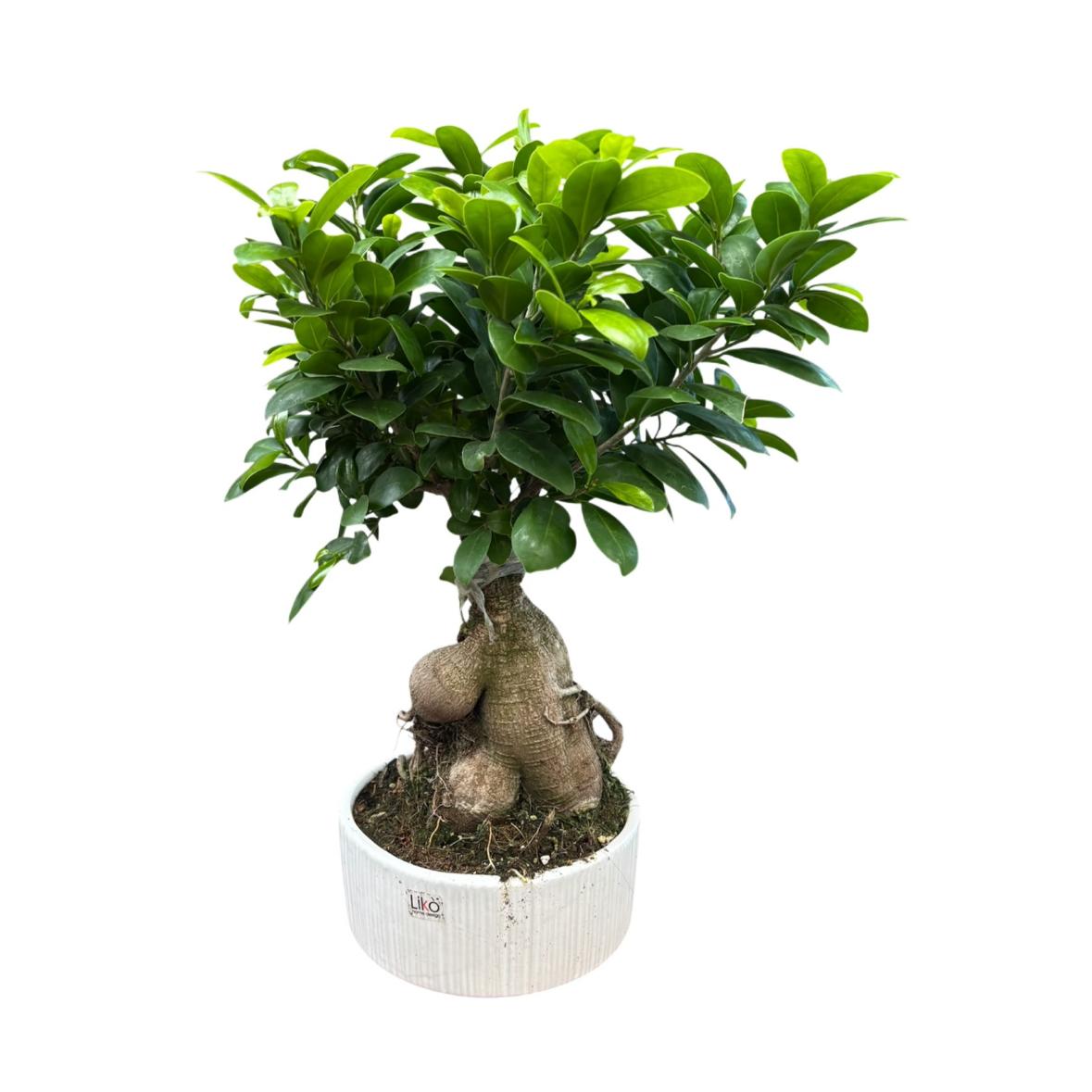 Bonsai Ginseng
