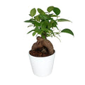 Bonsai Ginseng