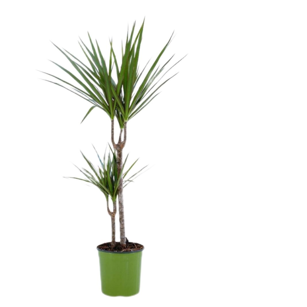 Dracaena marginata