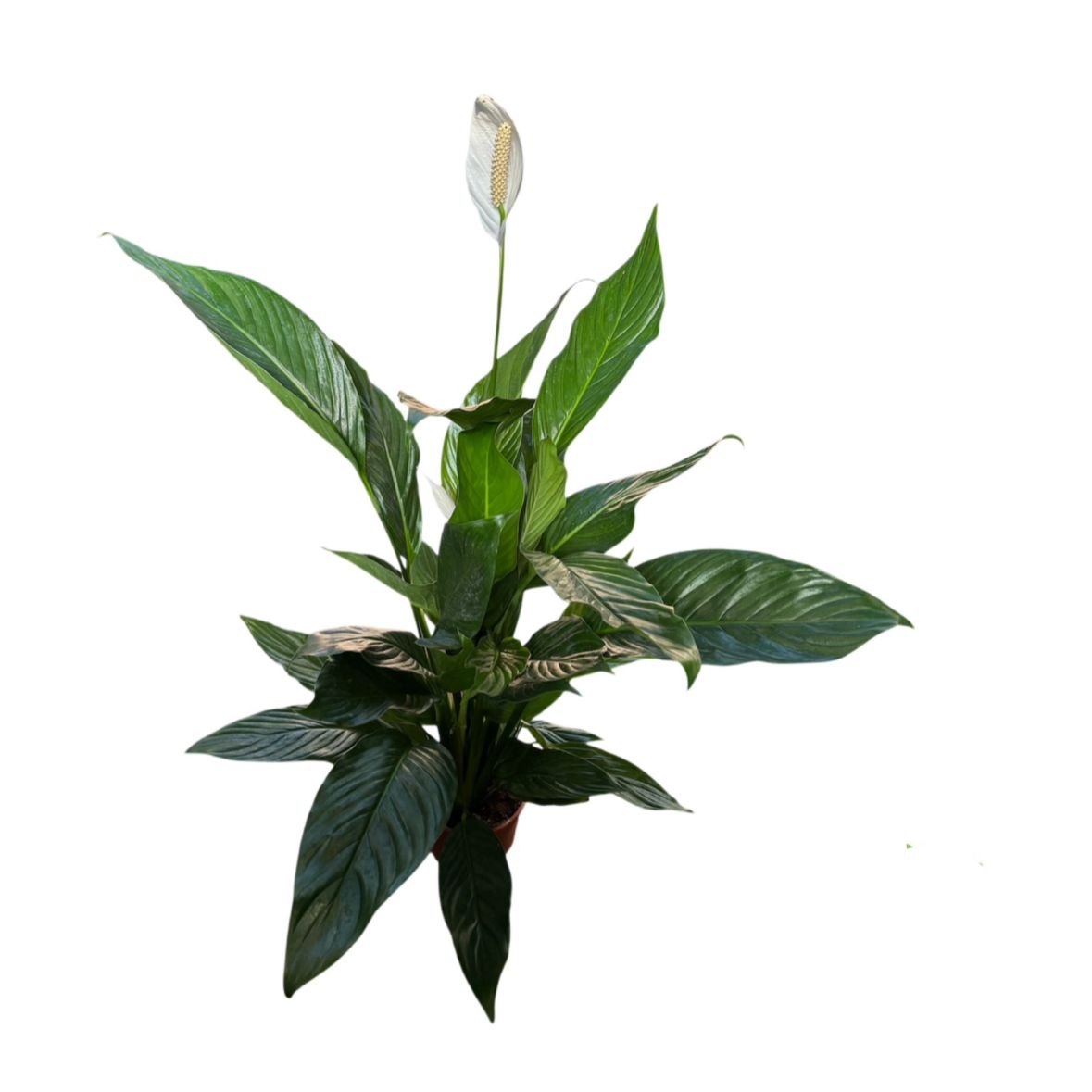 Spathiphyllum