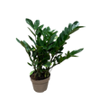 Zamioculcas