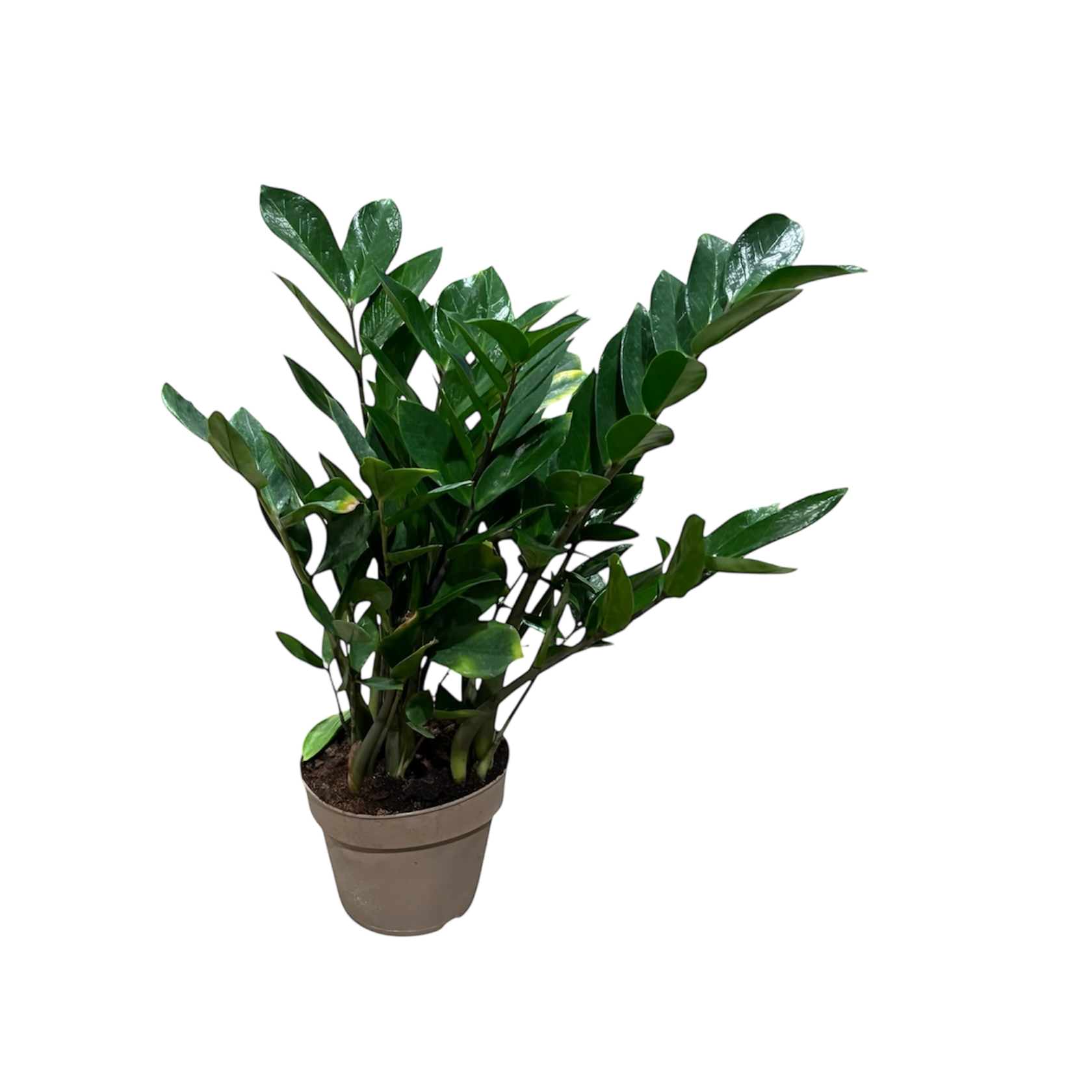 Zamioculcas