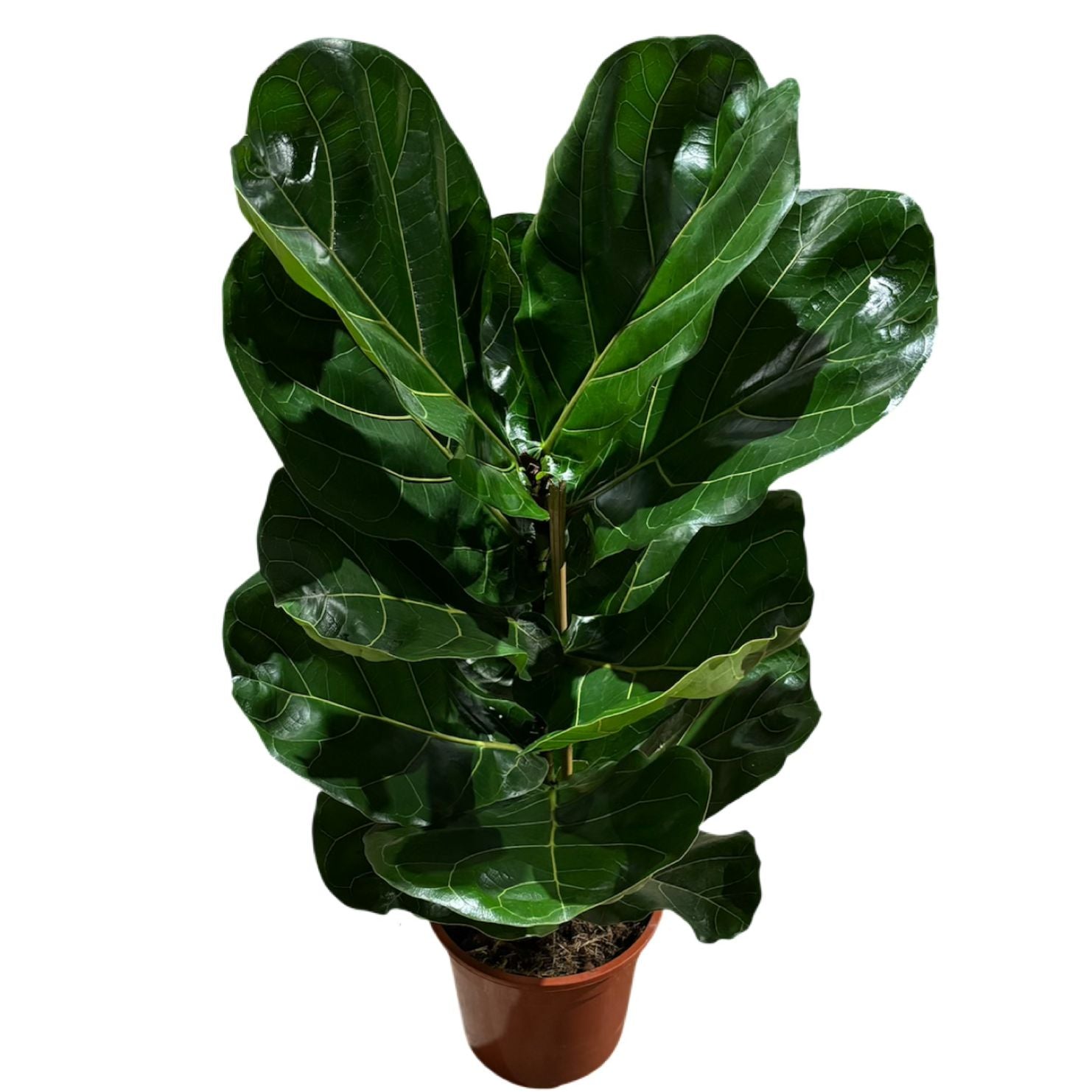 Ficus Pandorato